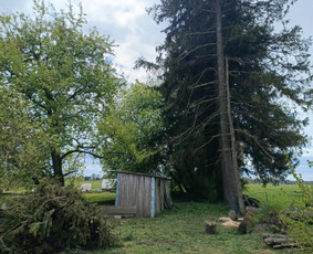 Arboristo paslaugos: medžių pjovimas/genėjimas / Tomas Damulis / Darbų pavyzdys ID 3963462