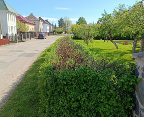 Arboristo paslaugos: medžių pjovimas/genėjimas / Tomas Damulis / Darbų pavyzdys ID 3963464