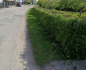 Arboristo paslaugos: medžių pjovimas/genėjimas / Tomas Damulis / Darbų pavyzdys ID 3963466