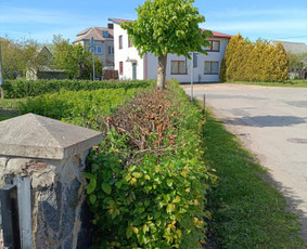 Arboristo paslaugos: medžių pjovimas/genėjimas / Tomas Damulis / Darbų pavyzdys ID 3963468