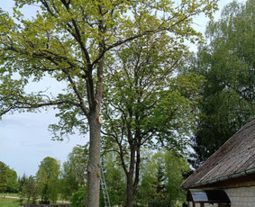 Arboristo paslaugos: medžių pjovimas/genėjimas / Tomas Damulis / Darbų pavyzdys ID 3963470