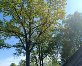 Arboristo paslaugos: medžių pjovimas/genėjimas / Tomas Damulis / Darbų pavyzdys ID 3963472