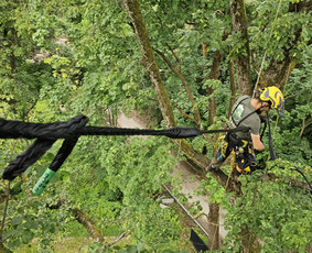 Arboristų paslaugos - medžių genėjimas, pjovimas / MB BALTA LAJA / Darbų pavyzdys ID 3966491