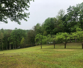 Arboristų paslaugos - medžių genėjimas, pjovimas / MB BALTA LAJA / Darbų pavyzdys ID 3966495