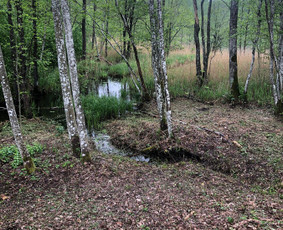 Arboristų paslaugos - medžių genėjimas, pjovimas / MB BALTA LAJA / Darbų pavyzdys ID 3966497