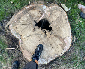 Arboristų paslaugos - medžių genėjimas, pjovimas - Kelmų naikinimas, frezavimas - 1 Kelmų naikinimas, frezavimas - Arboristų paslaugos - medžių genėjimas, pjovimas - 1