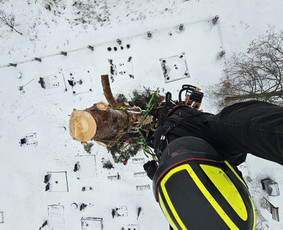 Arboristų paslaugos - medžių genėjimas, pjovimas - Avarinių medžių pjovimas - 3 Avarinių medžių pjovimas - Arboristų paslaugos - medžių genėjimas, pjovimas - 3