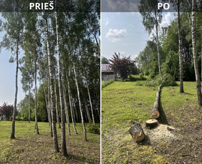 Pavojingu medžiu pjovimas, sklypų valymas, šakų išvežimas - Avarinių medžių pjovimas - 1 Avarinių medžių pjovimas - Pavojingu medžiu pjovimas, sklypų valymas, šakų išvežimas - 1