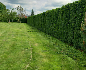 Gyvatvorių karpymas - Gyvatvorių karpymas - 4