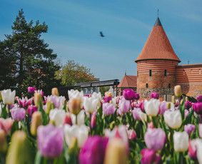 Kraštovaizdžio architektūra / Ugnė / Darbų pavyzdys ID 3974215