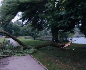 Pavojingų medžių likvidavimas, šakų išvežimas - Kitos kategorijos - 1 Kitos kategorijos - Pavojingų medžių likvidavimas, šakų išvežimas - 1