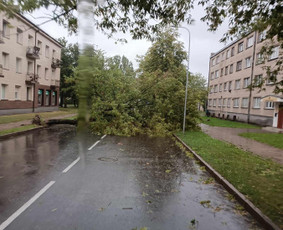 Pavojingų medžių likvidavimas, šakų išvežimas - Kitos kategorijos - 3 Kitos kategorijos - Pavojingų medžių likvidavimas, šakų išvežimas - 3
