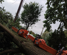 Pavojingų medžių likvidavimas, šakų išvežimas - Kitos kategorijos - 4 Kitos kategorijos - Pavojingų medžių likvidavimas, šakų išvežimas - 4