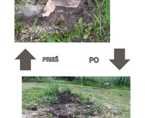 Kelmų frezavimas, šakų smulkintuvo nuoma - Įvairios technikos nuoma - 1 Įvairios technikos nuoma - Kelmų frezavimas, šakų smulkintuvo nuoma - 1