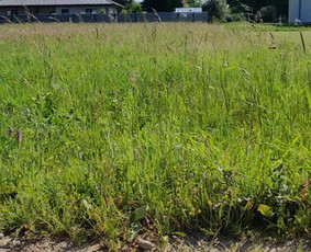 Žolės pjovimas trimeriu - Aplinka, sodas - 2 Aplinka, sodas - Žolės pjovimas trimeriu - 2