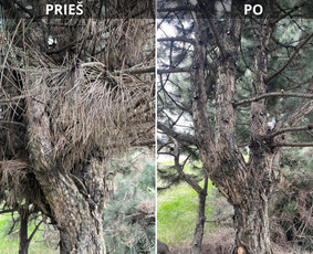 Aplinkos tvarkymas, apželdinimas / Darius Rupšlaukis / Darbų pavyzdys ID 3976579