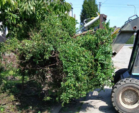 Bobcat nuoma - Sklypų lyginimas.vejos irengimas apželdinimo darbai - 4