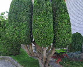 Gyvatvorių karpymas, žeminimas, formavimas / Vytautas R. / Darbų pavyzdys ID 3978881