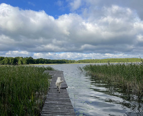 Sodybos nuoma (prie Ilgio ežero) / Rasa St. / Darbų pavyzdys ID 3978913