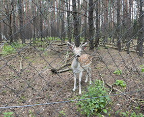 Sodybos nuoma (prie Ilgio ežero) / Rasa St. / Darbų pavyzdys ID 3978917