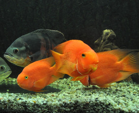 Akvariumų įrengimas ir priežiūra - Akvariumų specialistai - 1 Akvariumų specialistai - Akvariumų įrengimas ir priežiūra - 1