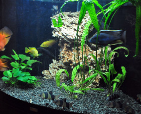 Akvariumų įrengimas ir priežiūra - Akvariumų specialistai - 2 Akvariumų specialistai - Akvariumų įrengimas ir priežiūra - 2