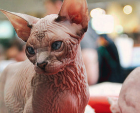 Fotografė Vilniuje – asmeninės,soc.tinklų,šeimos fotosesijos - Nuotraukų redagavimas - 3 Nuotraukų redagavimas - Fotografė Vilniuje – asmeninės,soc.tinklų,šeimos fotosesijos - 3