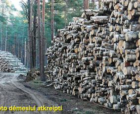 Malkos - Aplinka, sodas - 1 Aplinka, sodas - Malkos - 1