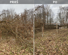 Sklypų tvarkymas: medžių ir krūmų pjovimas su išvežimu. / Albertas Rakuckis / Darbų pavyzdys ID 3990317