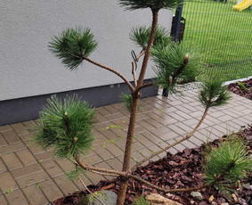 Avarinių medžių pjovimas/ žolės pjovimas. / Arboristas Egidijus / Darbų pavyzdys ID 3990649