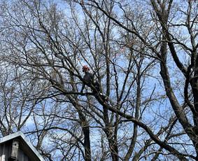 Avarinių medžių pjovimas/ žolės pjovimas. / Arboristas Egidijus / Darbų pavyzdys ID 3990651