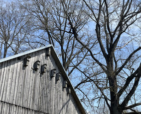 Avarinių medžių pjovimas/ žolės pjovimas. / Arboristas Egidijus / Darbų pavyzdys ID 3990653