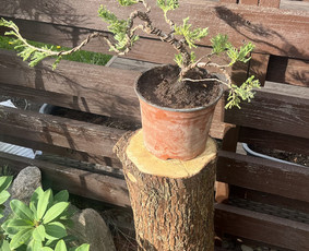 Avarinių medžių pjovimas/ žolės pjovimas. / Arboristas Egidijus / Darbų pavyzdys ID 3990657