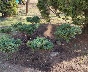 Avarinių medžių pjovimas/ žolės pjovimas. / Arboristas Egidijus / Darbų pavyzdys ID 3990659