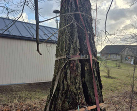 Avarinių medžių pjovimas/ žolės pjovimas. / Arboristas Egidijus / Darbų pavyzdys ID 3990663