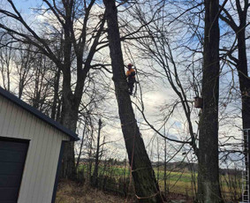 Avarinių medžių pjovimas/ žolės pjovimas. / Arboristas Egidijus / Darbų pavyzdys ID 3990665