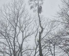 Avarinių medžių pjovimas/ žolės pjovimas. / Arboristas Egidijus / Darbų pavyzdys ID 3990669