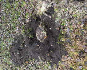 Avarinių medžių pjovimas/ žolės pjovimas. / Arboristas Egidijus / Darbų pavyzdys ID 3990675