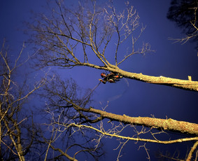 Avarinių medžių pjovimas/ žolės pjovimas. / Arboristas Egidijus / Darbų pavyzdys ID 3990677