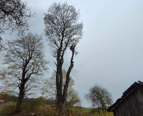 Avarinių medžių pjovimas/ žolės pjovimas. - Apleistų sklypų tvarkymas - 3 Apleistų sklypų tvarkymas - Avarinių medžių pjovimas/ žolės pjovimas. - 3