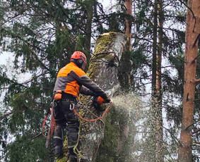 Avarinių medžių pjovimas/ žolės pjovimas. - Apleistų sklypų tvarkymas - 2 Apleistų sklypų tvarkymas - Avarinių medžių pjovimas/ žolės pjovimas. - 2