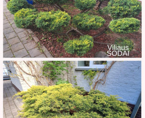 Gyvatvorių karpymas, vaismedžių genėjimas - Aplinka, sodas - 1 Aplinka, sodas - Gyvatvorių karpymas, vaismedžių genėjimas - 1