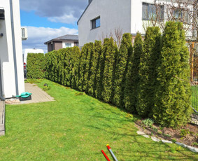 Gyvatvorių karpymas, vaismedžių genėjimas - Aplinka, sodas - 3 Aplinka, sodas - Gyvatvorių karpymas, vaismedžių genėjimas - 3