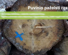 Video montavimas - Video montavimo bei filmavimo paslaugos - 3