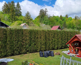 Gyvatvorių karpymas, žeminimas, formavimas / Vytautas R. / Darbų pavyzdys ID 3995629