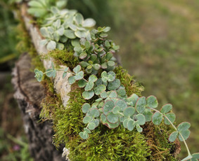 Vidaus augalų priežiūra - Augalų priežiūros paslaugos / komponavimas - 4