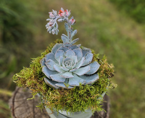 Vidaus augalų priežiūra - Augalų priežiūros paslaugos / komponavimas - 1