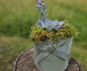 Vidaus augalų priežiūra - Augalų priežiūros paslaugos / komponavimas - 2