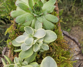 Vidaus augalų priežiūra - Augalų priežiūros paslaugos / komponavimas - 3