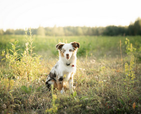 Augintinių ir jų šeimų fotografija / Augintinių fotografija / Vita / Darbų pavyzdys ID 4003669